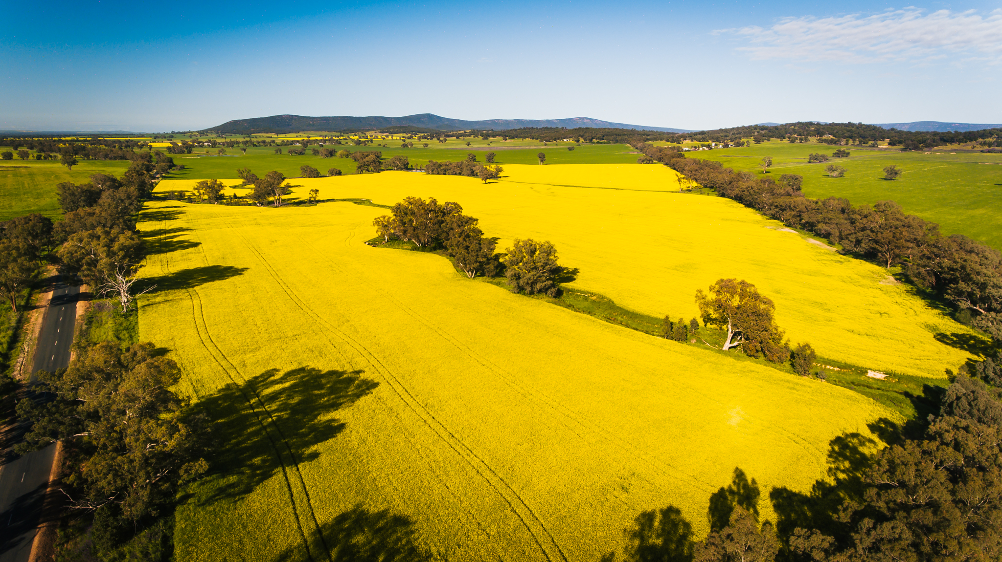 Spring has arrived in the Weddin Shire